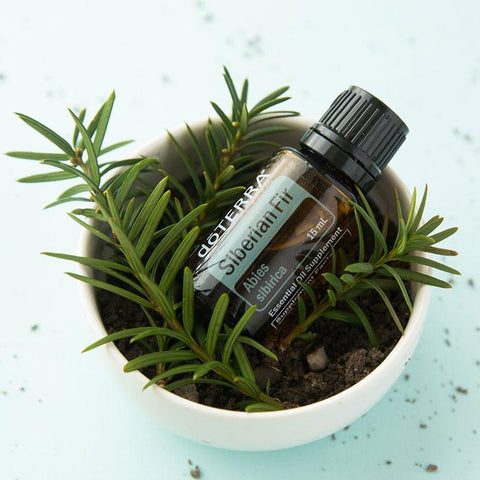 doTERRA Siberian Fir Oil