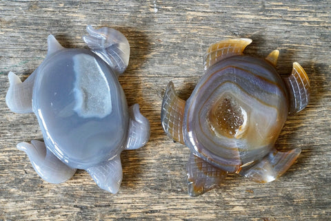 Agate Sea Turtle
