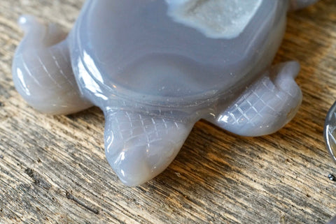 Agate Sea Turtle